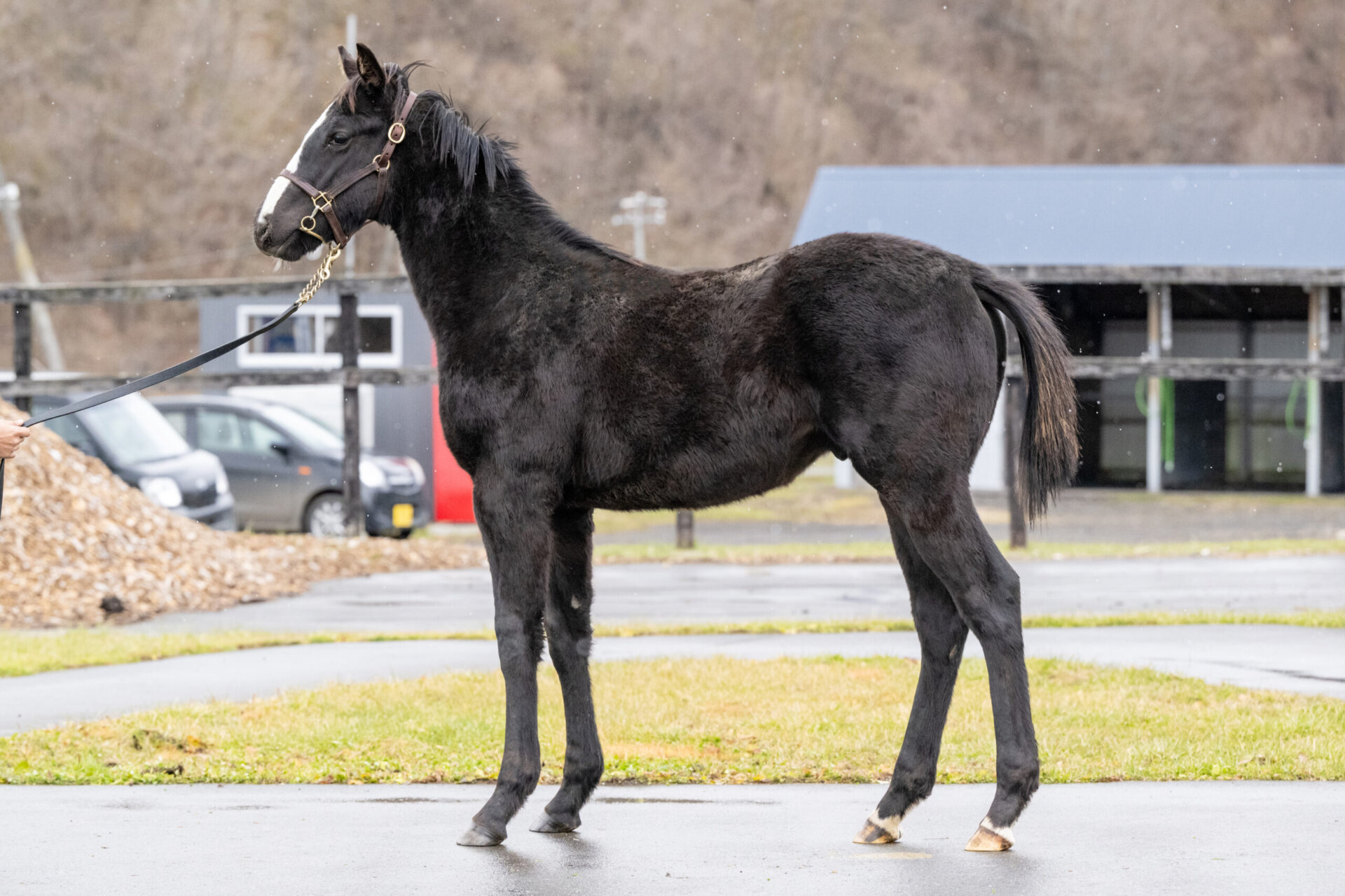 有限会社 賀張宝寄山育成牧場